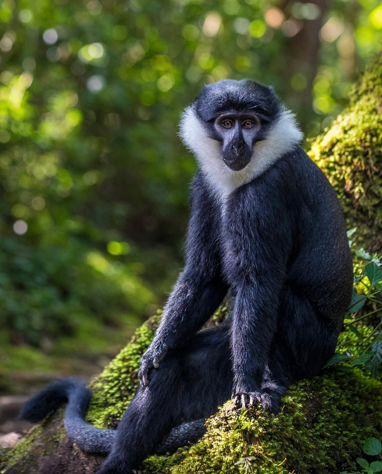 4 Days in Nyungwe & Lake Kivu Escape